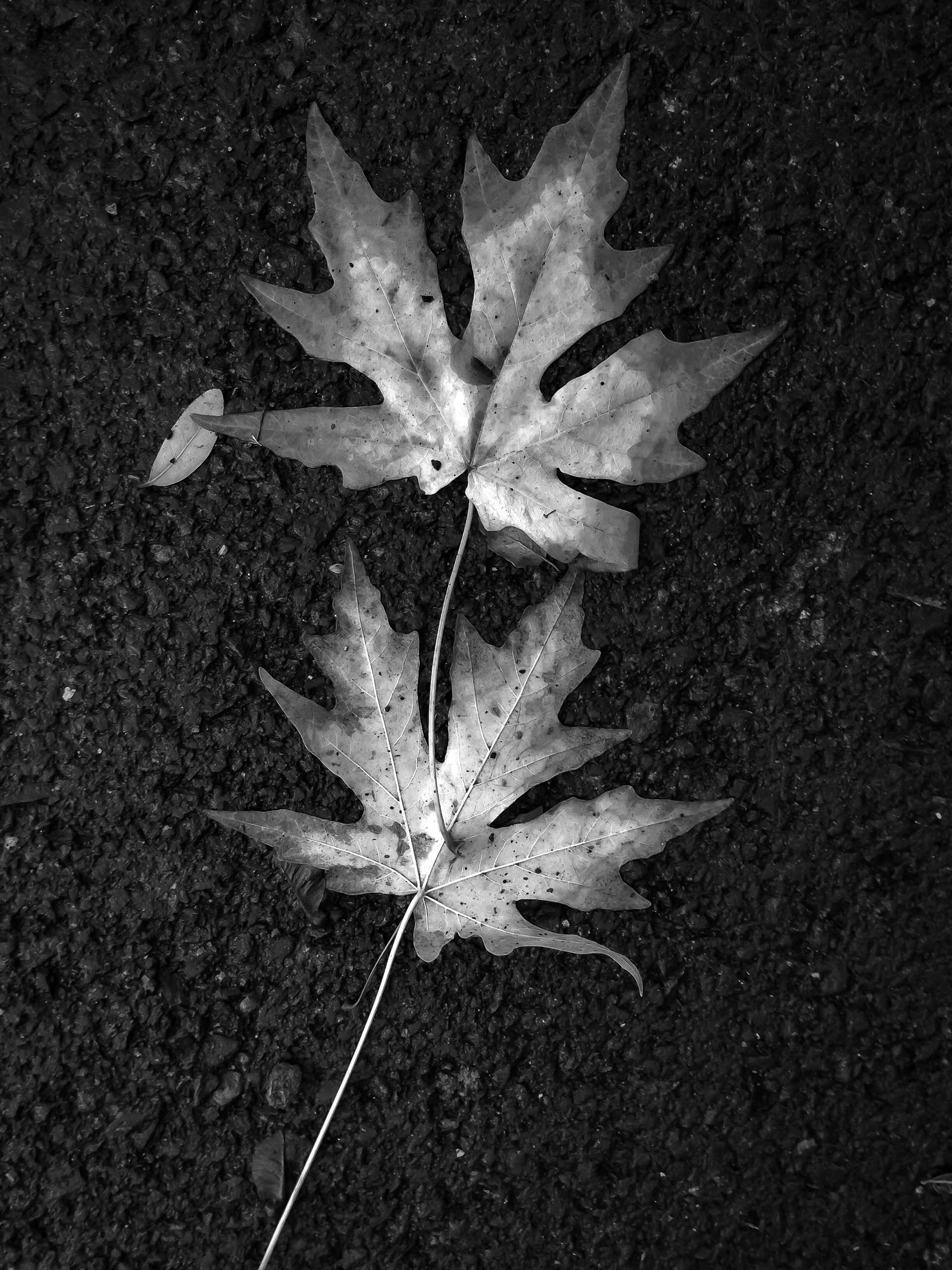 maple-leaves-1