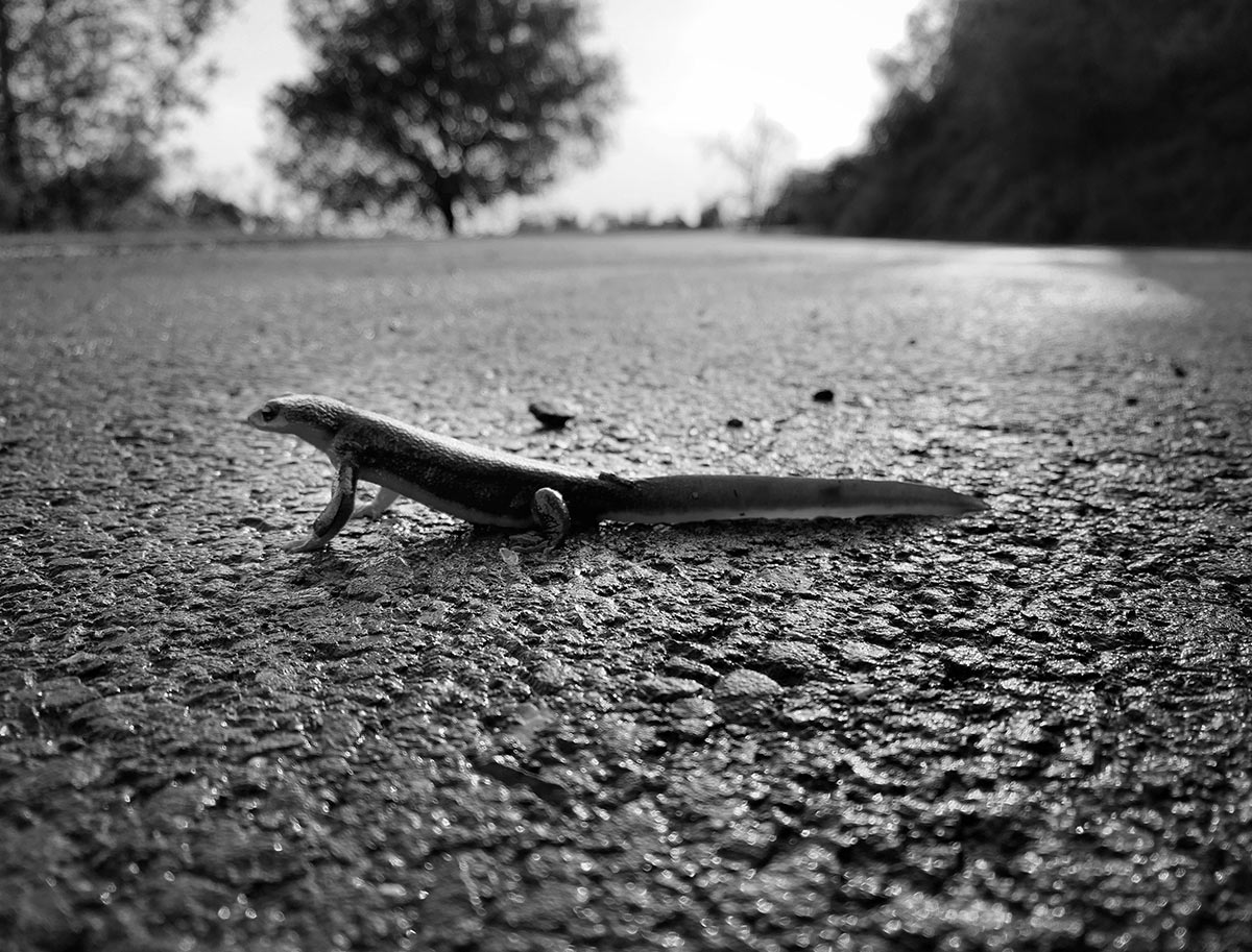 newt1 newt1