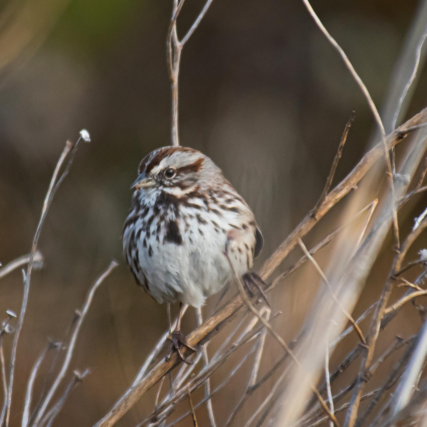 A Song sparrow sings from the rushes along the Martinez Shoreline Sunday morning.