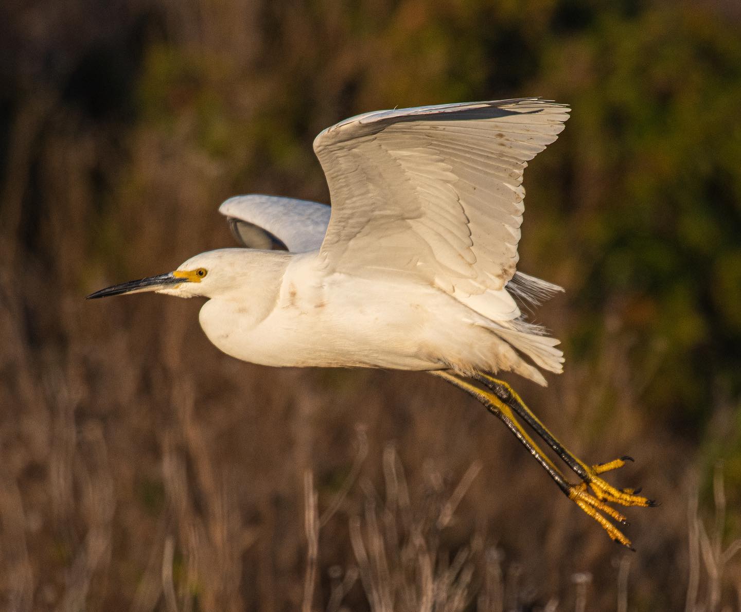 A snowy egret takes flight Sunday morning at Radke Shoreline.