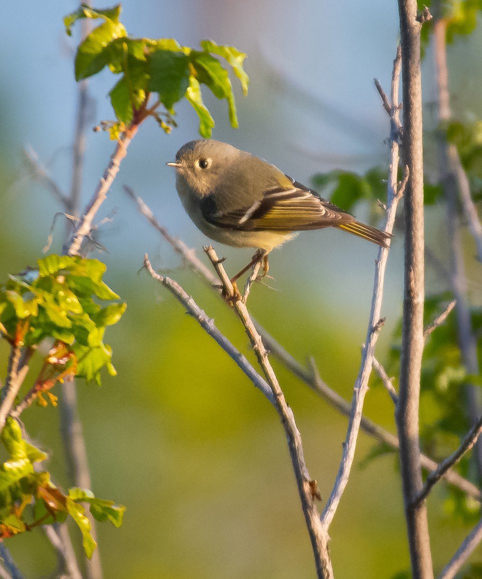 Ruby-crowned kinglet. Miller Trail, Tuesday 3/1.